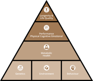 The longevity framework - a pyramid of health, starting with a base of epigenetics, then metabolic health, then performance and topped off with quality of life.